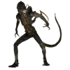 Aliens Action Figure Alien Warrior 22 cm