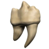 Teeth of Dahlver-Nar Bite-Sized Artifact