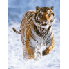 Tiger v snegu